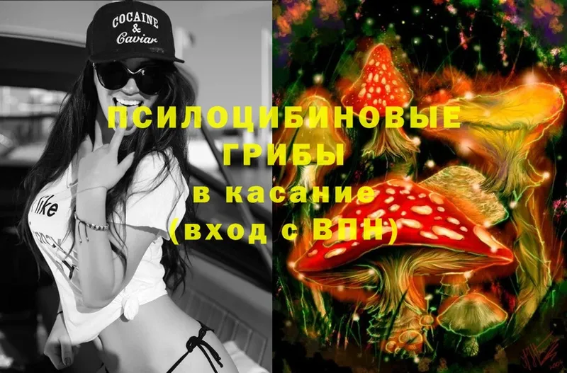 Галлюциногенные грибы Psilocybe  Красавино 